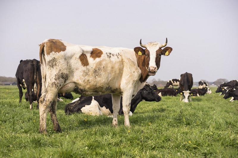 Biodynamische Käse - Demeter