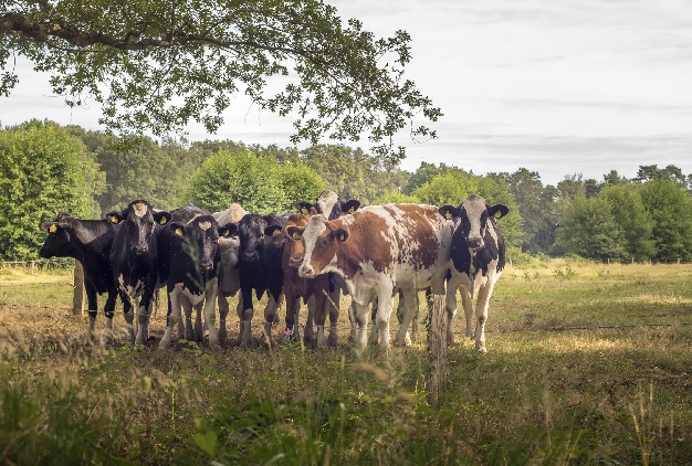 Bastiaansen-Bio Käse