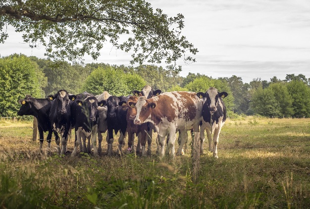 Bastiaansen-Bio Käse Bastiaansen-Bio Käse