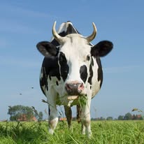 Bio Käse / vegetarischer käse Bio Käse / vegetarischer käse