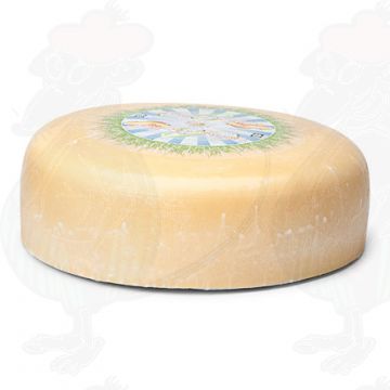 Jung gereifter Bio Käse | Ganzer Käse 7,5 Kilo | Premium Qualität